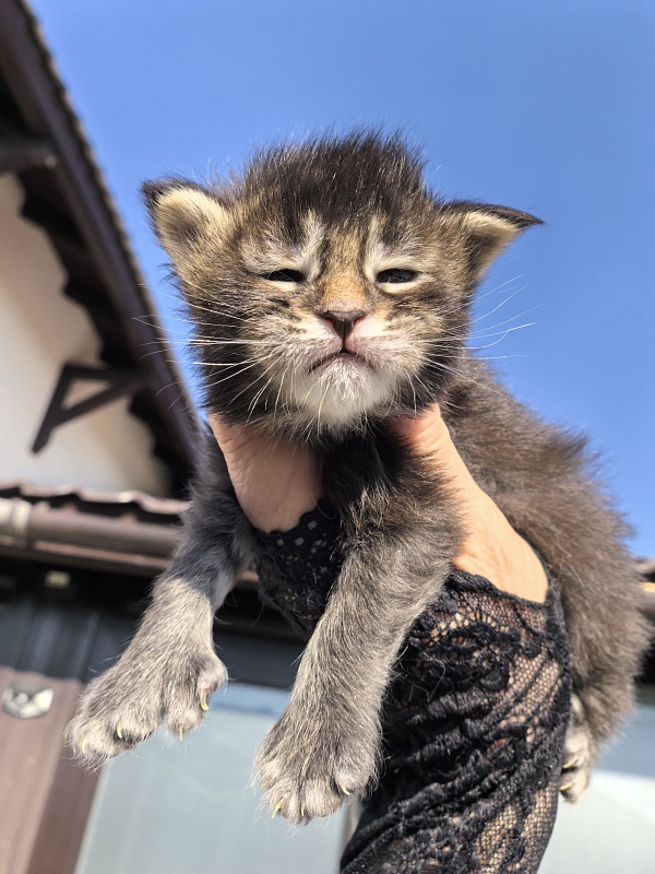 Kalina Akbars - Kitten maine-coon 1.5 week