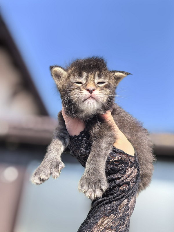 Kalina Akbars - Kitten maine-coon 1.5 week