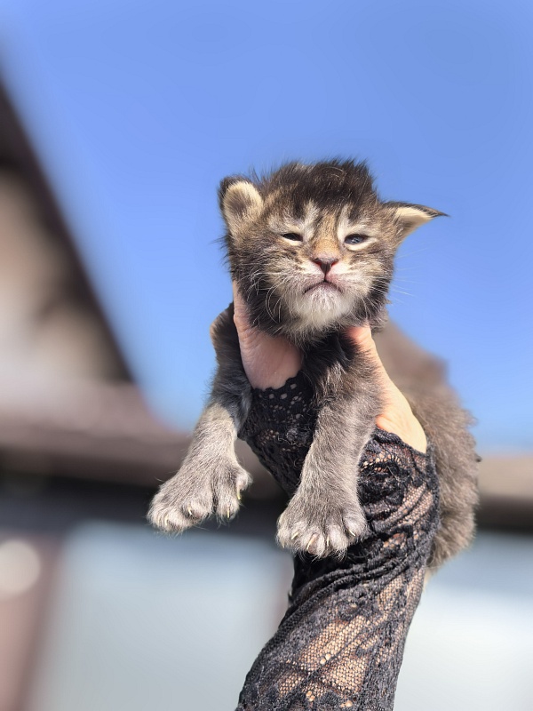 Kalina Akbars - Kitten maine-coon 1.5 week