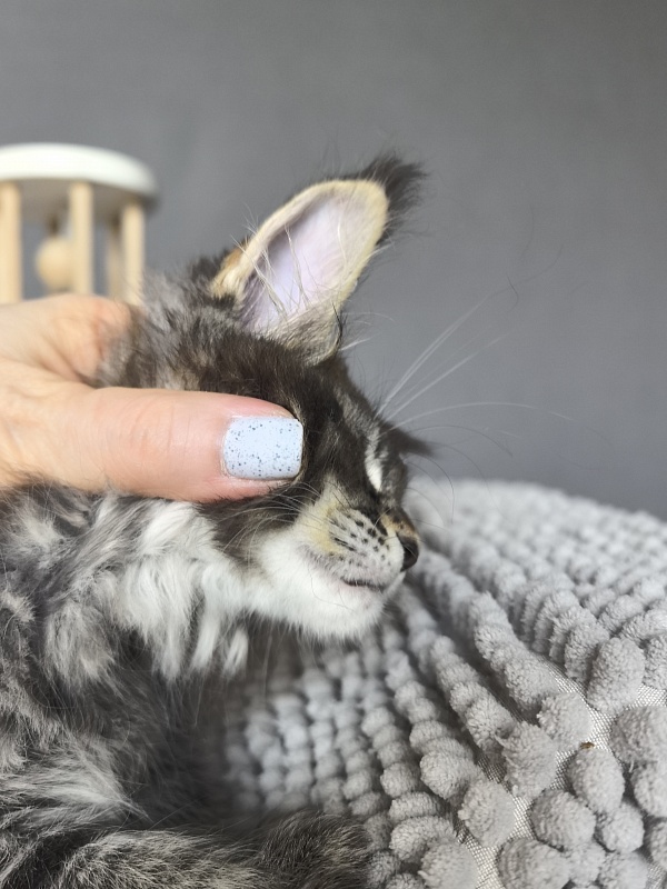 Kalina Akbars  (polydactyl) - Kitten maine-coon 2 months