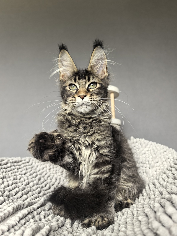 Kalina Akbars  (polydactyl) - Kitten maine-coon 3 months 3.5 weeks