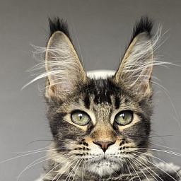 Kalina Akbars  (polydactyl)