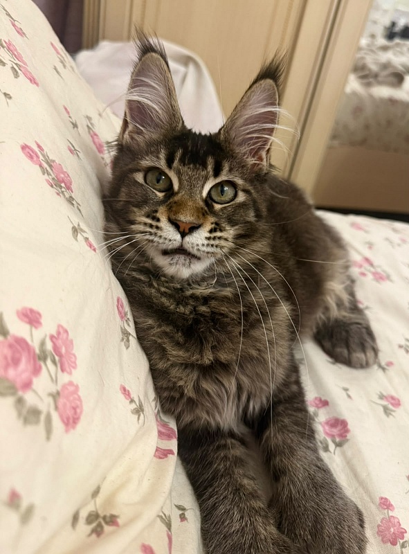 Kalina Akbars  (polydactyl) - Kitten maine-coon 5 months