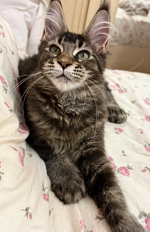 Kalina Akbars  (polydactyl) - Kitten maine-coon 5 months