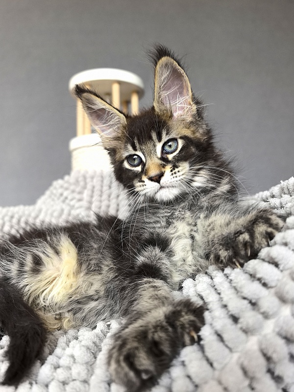 Kalina Akbars  (polydactyl) - Kitten maine-coon 2 months