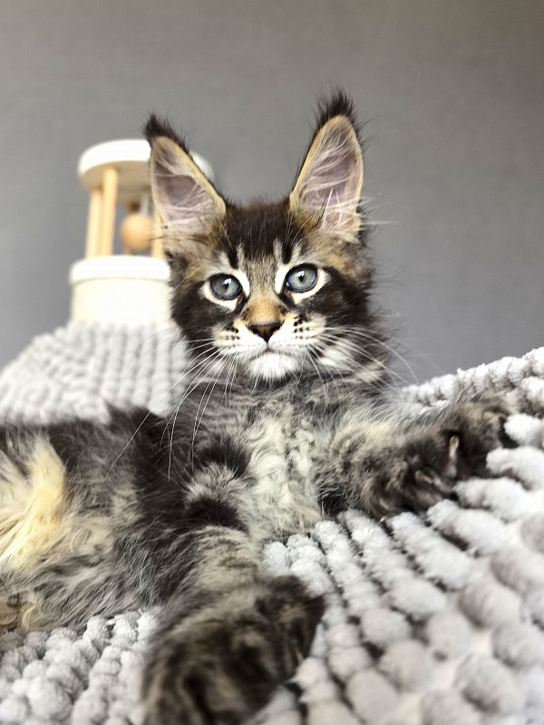 Kalina Akbars  (polydactyl) - Kitten maine-coon 2 months
