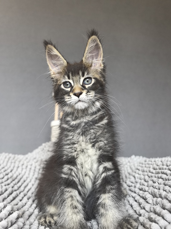 Kalina Akbars  (polydactyl) - Kitten maine-coon 2 months