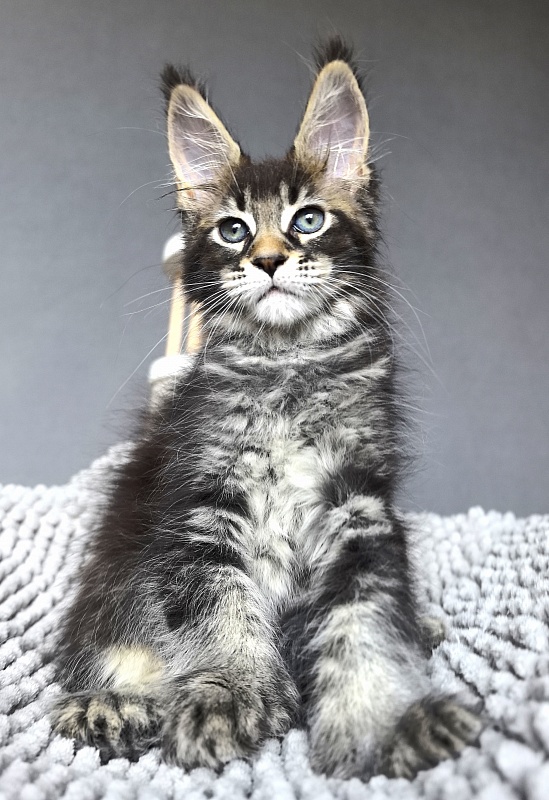 Kalina Akbars  (polydactyl) - Kitten maine-coon 2 months