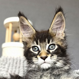 Kalina Akbars  (polydactyl)