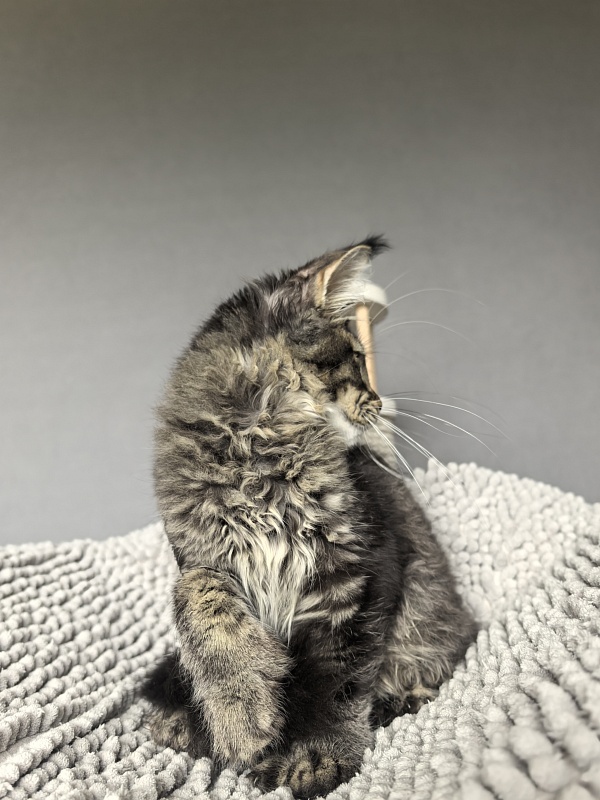 Kalina Akbars  (polydactyl) - Kitten maine-coon 3 months 3.5 weeks