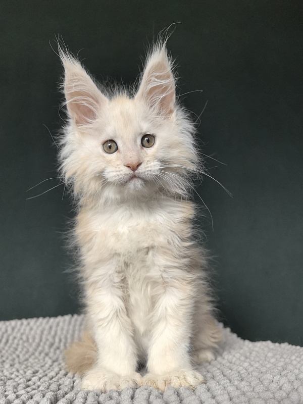 Lime Akbars (PET) - Kitten maine-coon 2 months