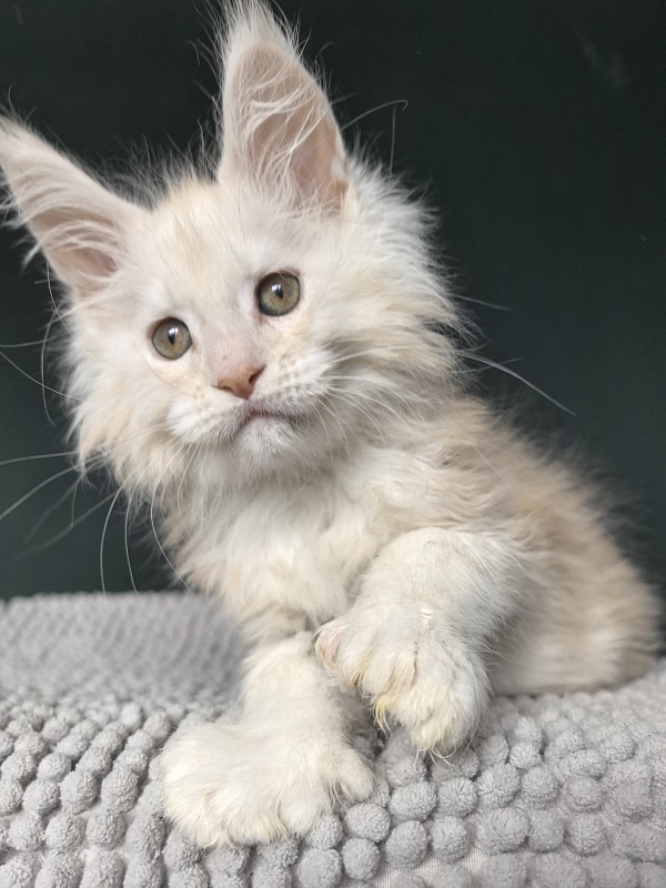 Lime Akbars (PET) - Kitten maine-coon 2 months