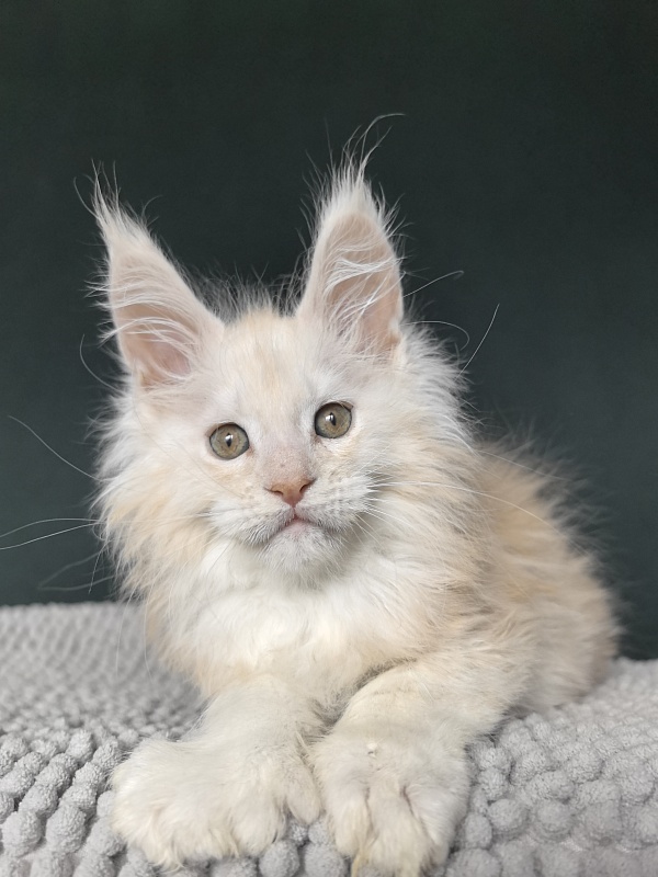Lime Akbars (PET) - Kitten maine-coon 2 months