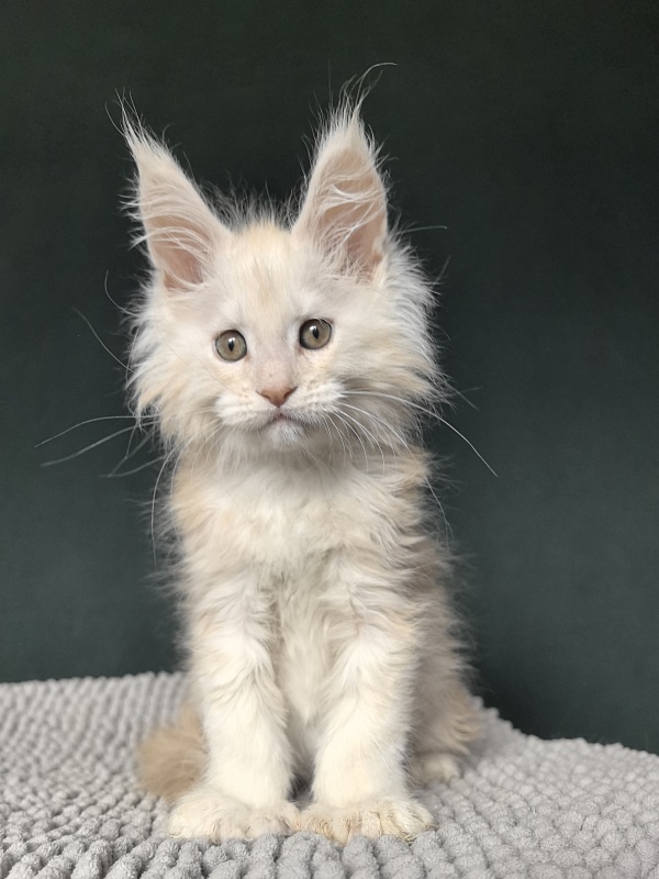 Lime Akbars (PET) - Kitten maine-coon 2 months