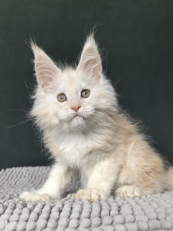 Lime Akbars (PET) - Kitten maine-coon 2 months
