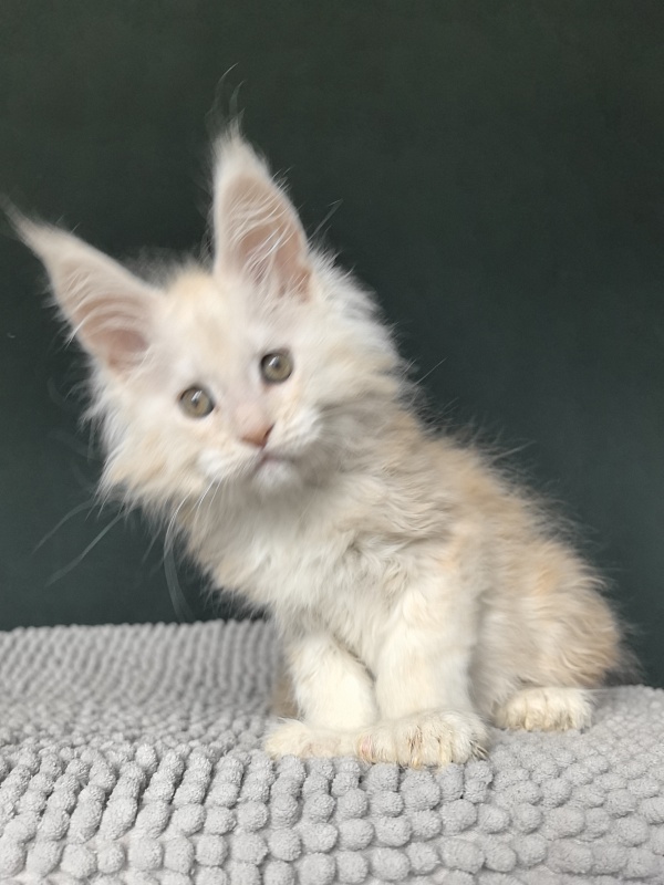Lime Akbars (PET) - Kitten maine-coon 2 months