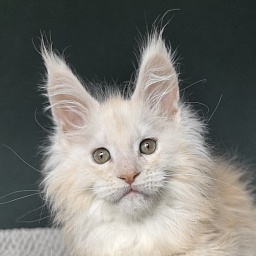 Lime Akbars (PET)