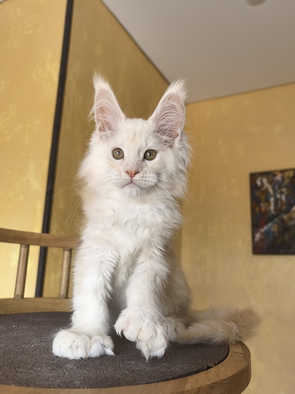 Lime Akbars ((polydactyl) - Kitten maine-coon 2 months 2 weeks
