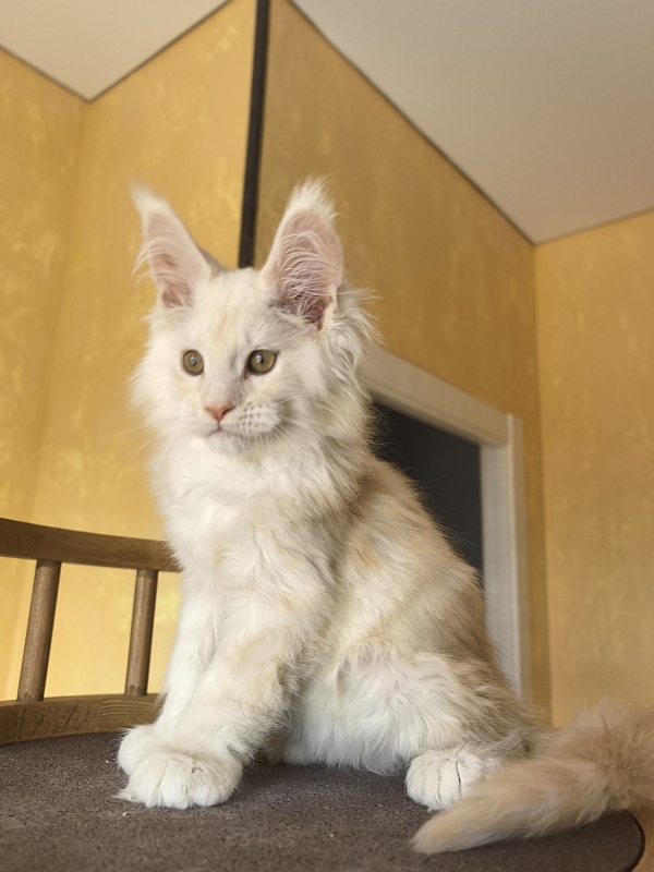 Lime Akbars ((polydactyl) - Kitten maine-coon 2 months 2 weeks