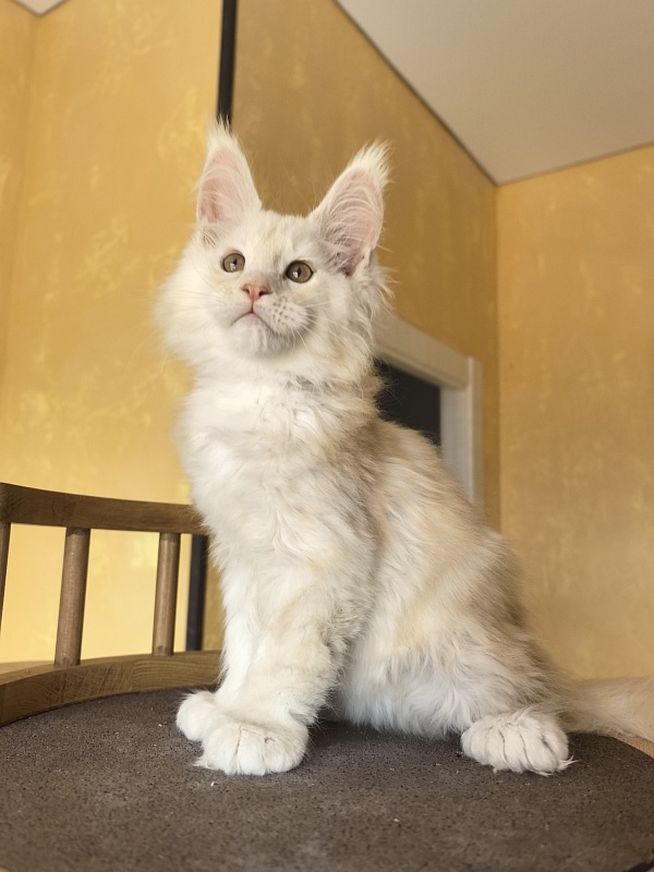 Lime Akbars ((polydactyl) - Kitten maine-coon 2 months 2 weeks