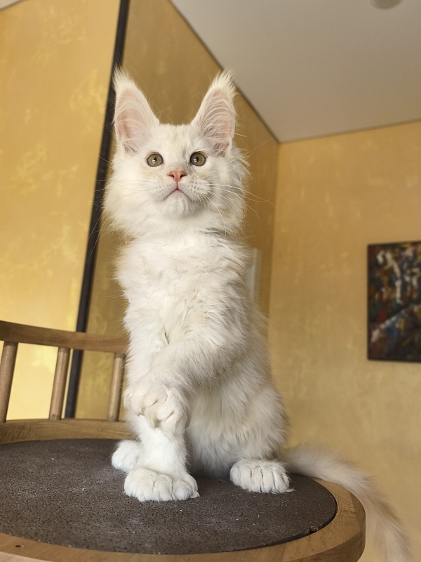 Lime Akbars ((polydactyl) - Kitten maine-coon 2 months 2 weeks