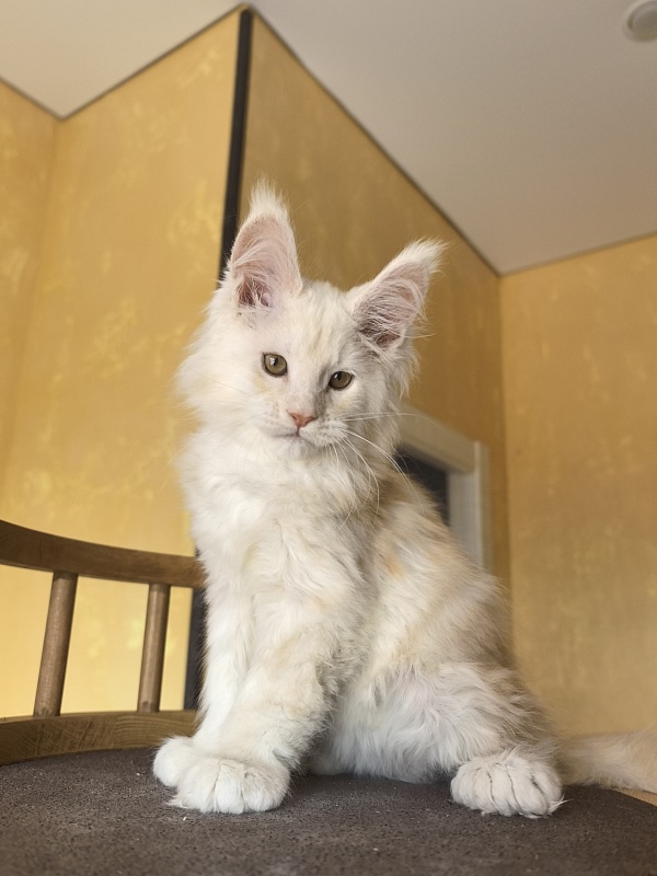 Lime Akbars ((polydactyl) - Kitten maine-coon 2 months 2 weeks