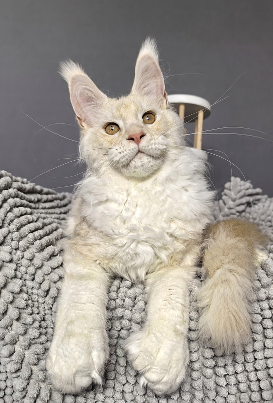 Lime Akbars (polydactyl) - Kitten maine-coon 4 months 3.5 weeks