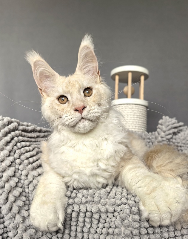 Lime Akbars (polydactyl) - Kitten maine-coon 4 months 3.5 weeks