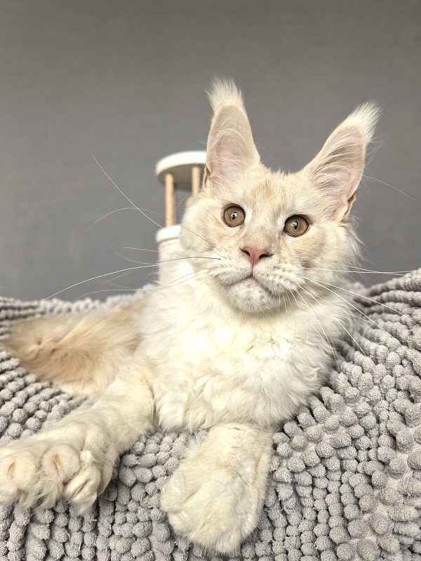 Lime Akbars (polydactyl) - Kitten maine-coon 4 months 3.5 weeks