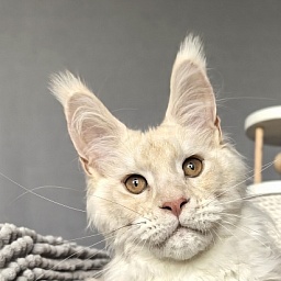 Lime Akbars (polydactyl)