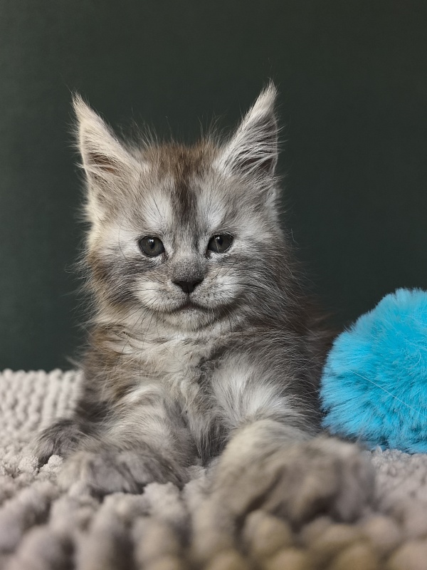 Nik Akbars - Kitten maine-coon 1 month 1.5 week