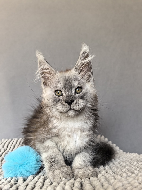 Nik Akbars - Kitten maine-coon 1 month 4 weeks