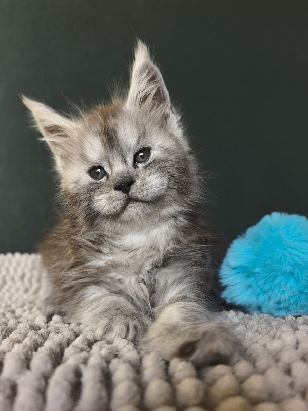 Nik Akbars - Kitten maine-coon 1 month 1.5 week