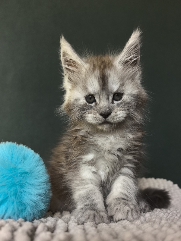 Nik Akbars - Kitten maine-coon 1 month 1.5 week