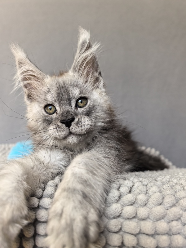 Nik Akbars - Kitten maine-coon 1 month 4 weeks