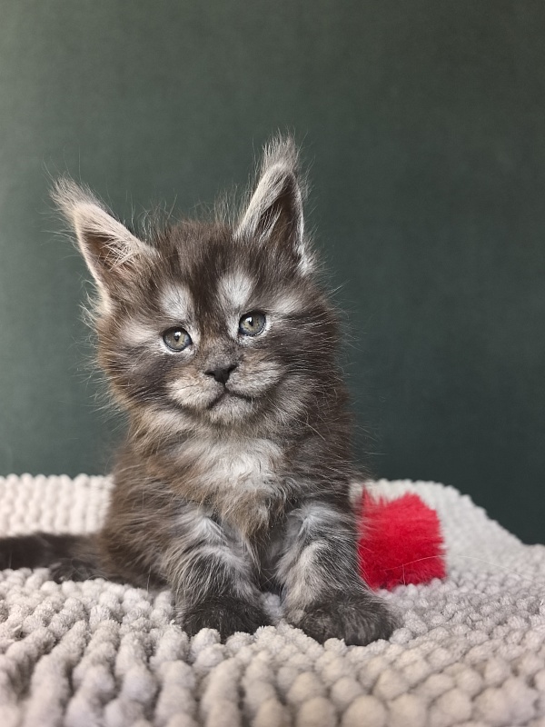 Nata Mimi  Akbars - Kitten maine-coon 1 month 1.5 week