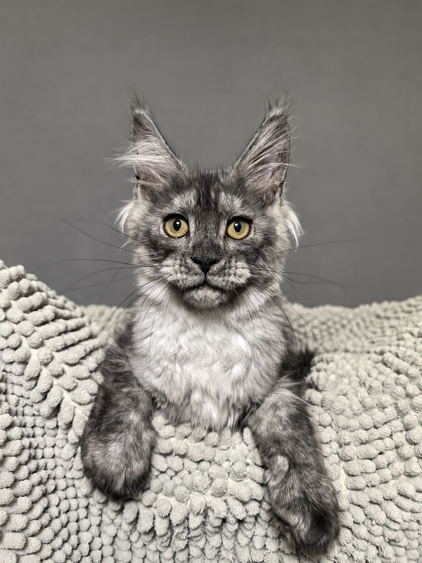 Nata Mimi  Akbars - Kitten maine-coon 3 months 3 weeks