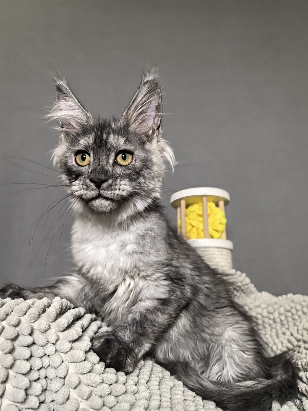 Nata Mimi  Akbars - Kitten maine-coon 3 months 3 weeks