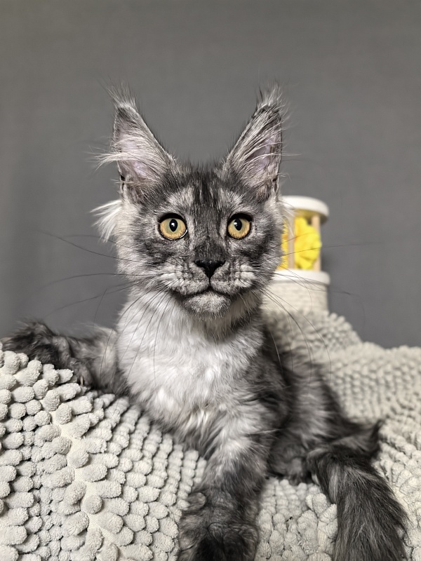 Nata Mimi  Akbars - Kitten maine-coon 3 months 3 weeks