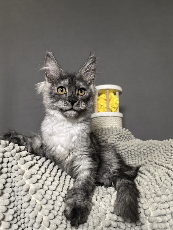 Nata Mimi  Akbars - Kitten maine-coon 3 months 3 weeks