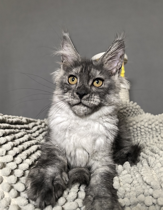 Nata Mimi  Akbars - Kitten maine-coon 3 months 3 weeks