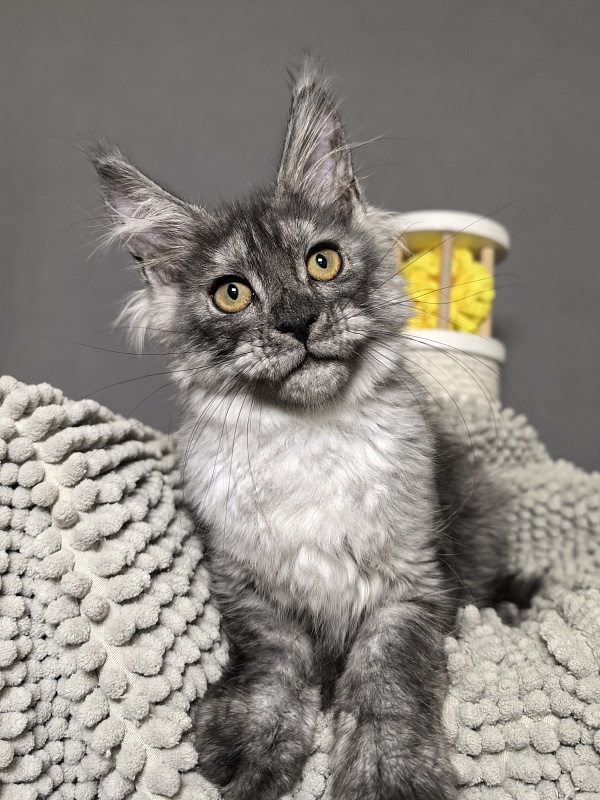 Nata Mimi  Akbars - Kitten maine-coon 3 months 3 weeks
