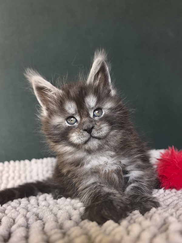 Nata Mimi  Akbars - Kitten maine-coon 1 month 1.5 week