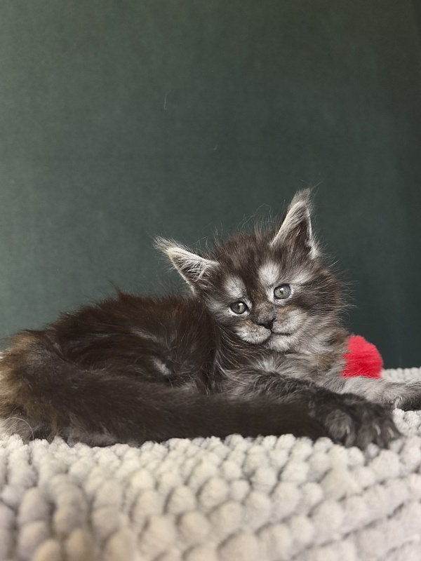Nata Mimi  Akbars - Kitten maine-coon 1 month 1.5 week