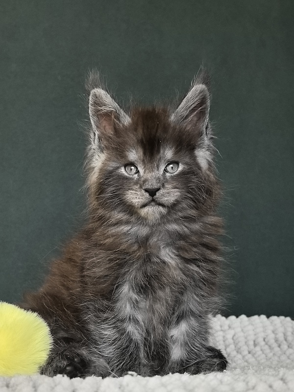 Neva Akbars - Kitten maine-coon 1 month 1.5 week
