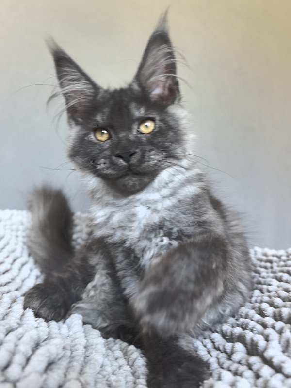 Neva Akbars - Kitten maine-coon 3 months