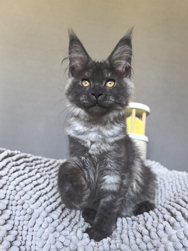 Neva Akbars - Kitten maine-coon 3 months