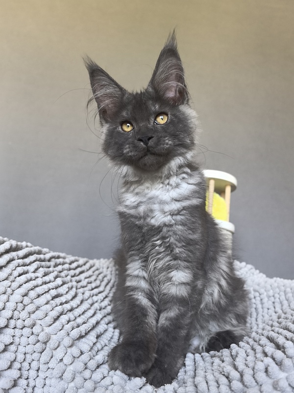 Neva Akbars - Kitten maine-coon 3 months