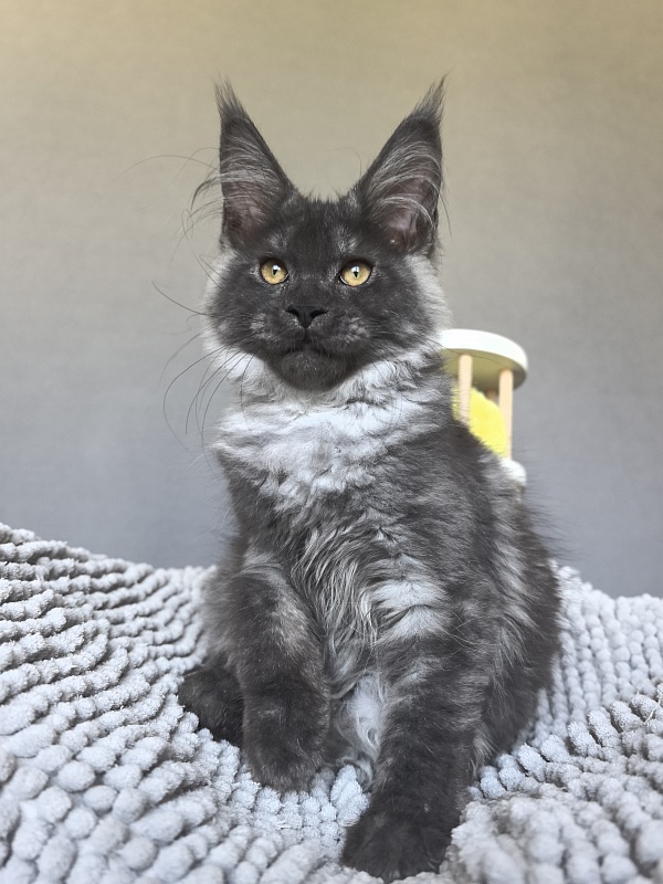 Neva Akbars - Kitten maine-coon 3 months