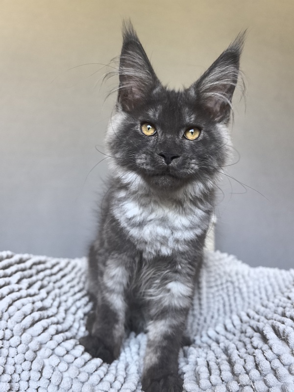 Neva Akbars - Kitten maine-coon 3 months